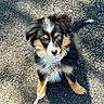 Callie joined the competition — help win amazing prizes! puppy, dog, tricolor, blue_eye, leash, outdoor, asphalt, cute, pet, young_dog, fur, sitting, looking_up, small_dog, adorable, shadow, collar, animal, nature, daylight