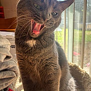 Luna joined the competition — help win amazing prizes! cat, gray_cat, yawning, pet, animal, whiskers, feline, indoor, sunlight, window, cozy, fur, mouth_open, teeth, tongue, closeup, domestic_cat, relaxed, natural_light, home