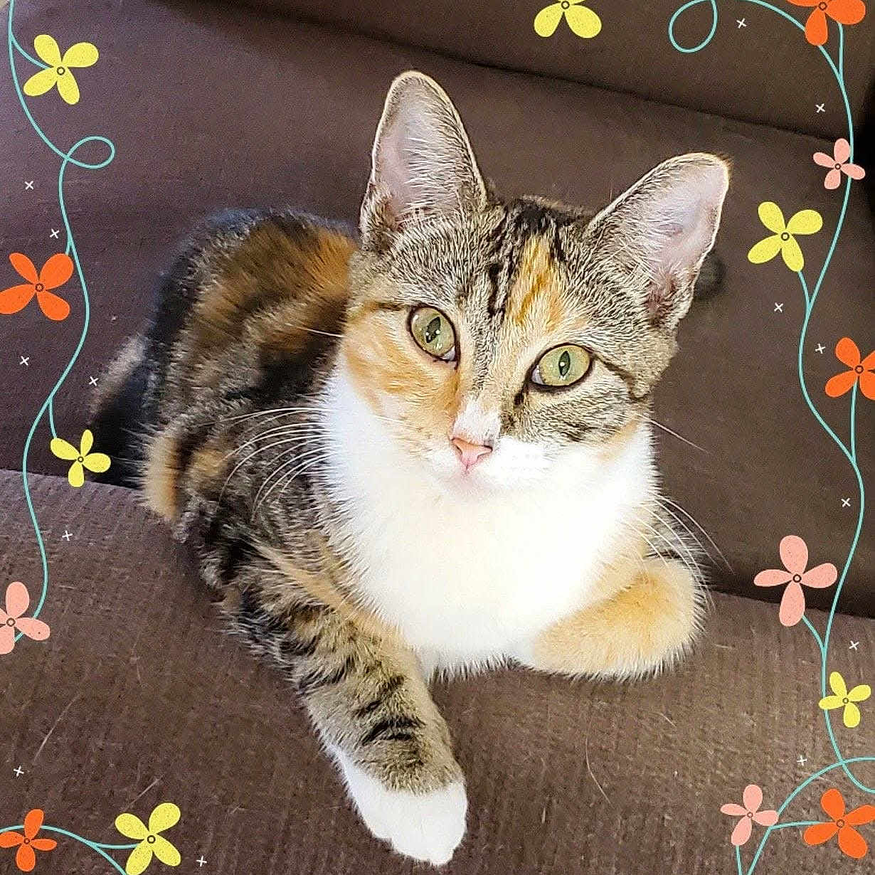 Kasi joined the competition — help win amazing prizes! animal, black, brown, cat, closeup, couch, cute, ears, feline, flower_border, fur, green_eyes, indoor, orange, pet, portrait, relaxed, tabby, whiskers, white