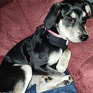 Luna joined the competition — help win amazing prizes! animal, black_and_white, blanket, canine, collar, comfort, couch, dog, domestic, ear, fur, harness, indoor, nose, paw, pet, relax, resting, seated, side_view