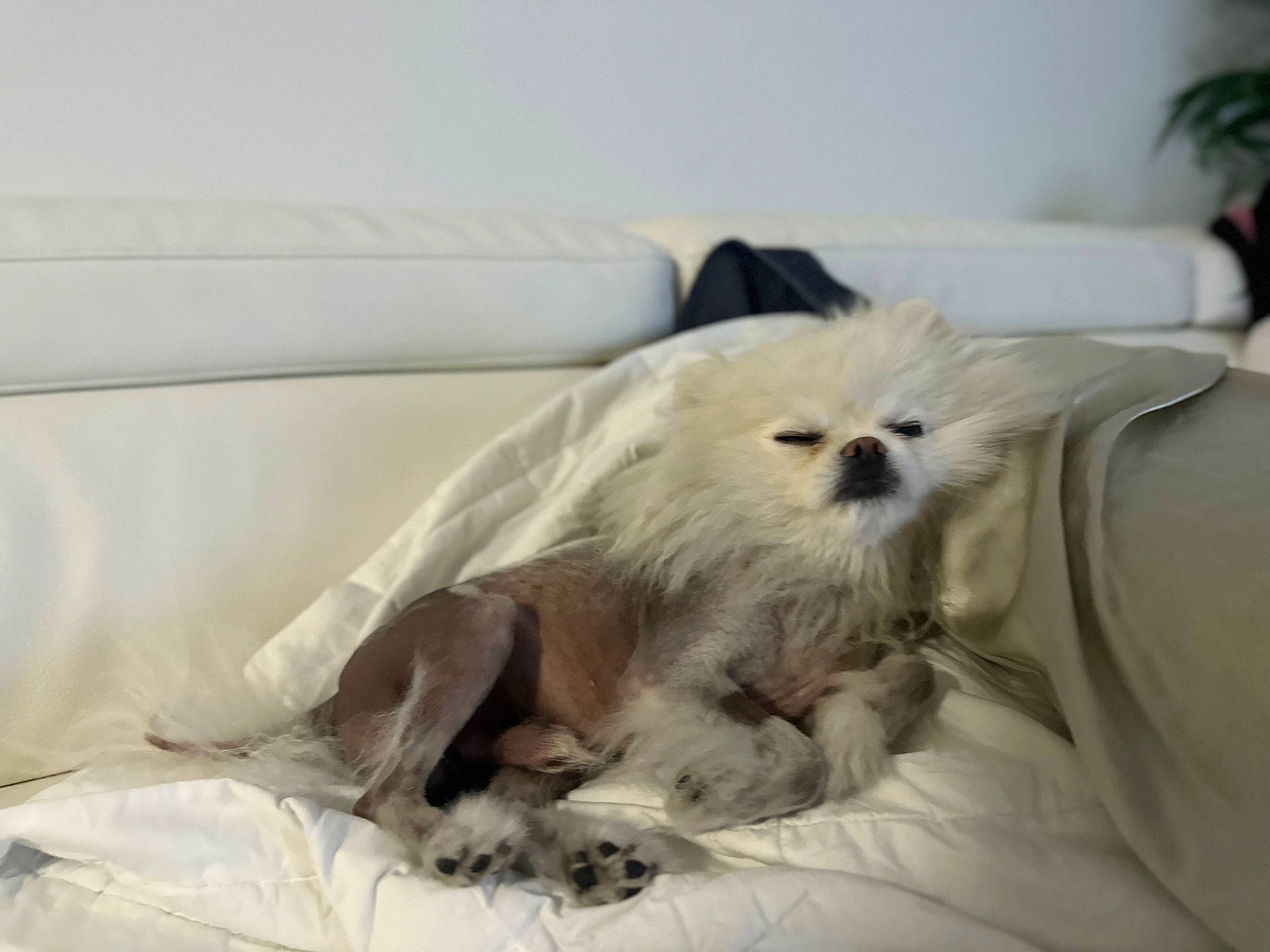 Stormageddon joined the competition — help win amazing prizes! bedding, canidae, carnivore, cat, comfort, companion_dog, dog_breed, duvet, fawn, felidae, fur, houseplant, linens, nap, paw, pillow, plant, small_to_medium_sized_cats, snout, whiskers