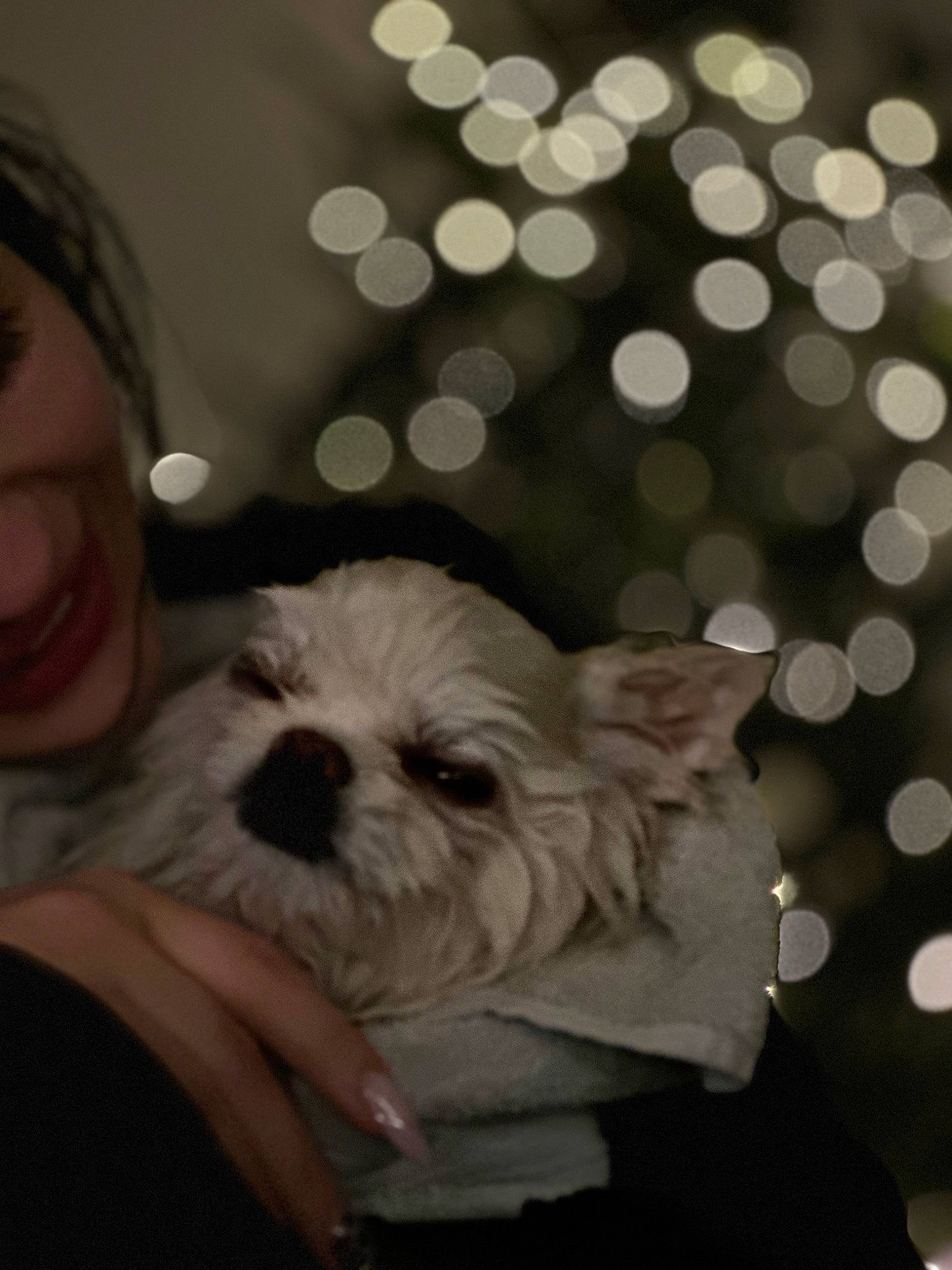 Stormageddon is registered to the contest to win money with this photo: canidae, carnivore, comfort, companion_dog, dog, dog_breed, fawn, fur, happy, love, maltepoo, pattern, puppy_love, sitting, small_terrier, snout, sporting_group, terrier, toy_dog, working_animal