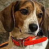 Penny is registered to the contest to win money with this photo: animal, beagle, black, brown, close_up, collar, companion, cute, dog, ears, fur, indoor, looking_away, nose, orange_collar, pet, portrait, thoughtful, white, wooden_floor