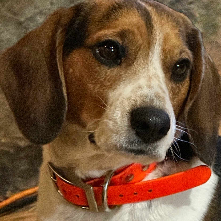 Penny is registered to the contest to win money with this photo: animal, beagle, black, brown, close_up, collar, companion, cute, dog, ears, fur, indoor, looking_away, nose, orange_collar, pet, portrait, thoughtful, white, wooden_floor
