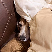Penny is registered to the contest to win money with this photo: animal, blanket, brown, canine, comfort, couch, cozy, dog, face, fur, hide, indoor, nose, pet, pile, relaxing, resting, sleepy, soft, white