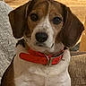 Penny joined the competition — help win amazing prizes! animal, beagle, calm, close_up, collar, companion, couch, cushion, dog, domestic_animal, ears, face, fur, indoor, mammal, pet, portrait, red_collar, sitting, wooden_wall