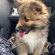 Bucky a rejoint le concours — aidez-le/la à gagner de superbes lots ! puppy, dog, animal, pet, fluffy, cute, car_interior, dashboard, shoes, person, legs, tongue_out, happy, sitting, fur, young_dog, brown, white, black, playful