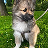 puppy, dog, grass, outdoor, leash, harness, pet, canine, animal, fur, ears, nature, greenery, tree, sunlight, park, cute, young, sitting, daytime