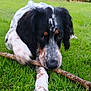dog, grass, stick, outdoor, nature, animal, black_and_white, brown_spots, chewing, paw, fur, close_up, greenery, tree, garden, pet, canine, playing, summer, daylight