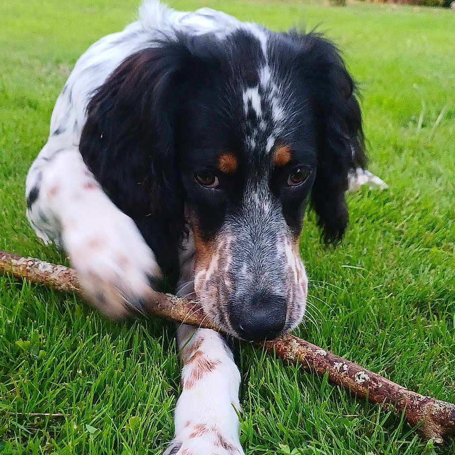 Arrow a rejoint le concours — aidez-le/la à gagner de superbes lots ! animal, black_and_white, brown_spots, canine, chewing, close_up, daylight, dog, fur, garden, grass, greenery, nature, outdoor, paw, pet, playing, stick, summer, tree