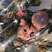 Ann joined the competition — help win amazing prizes! cat, christmas_tree, ornament, lights, festive, holiday, decorations, cute, pet, feline, curious, greenery, sparkle, closeup, indoor, celebration, animal, whiskers, pink_nose, christmas_lights