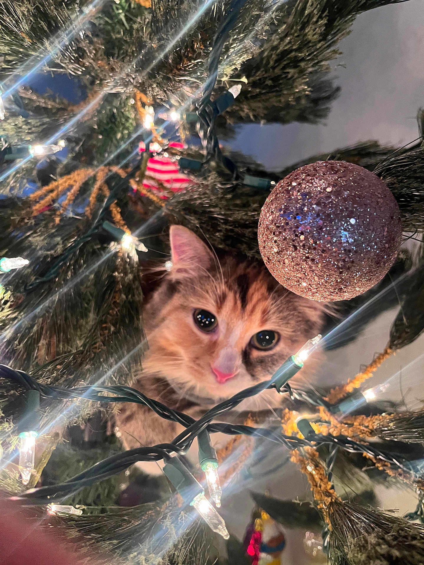 Ann joined the competition — help win amazing prizes! cat, christmas_tree, ornament, lights, festive, holiday, decorations, cute, pet, feline, curious, greenery, sparkle, closeup, indoor, celebration, animal, whiskers, pink_nose, christmas_lights