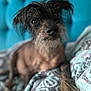 dog, pet, scruffy, blanket, blue_background, close_up, fur, indoor, cute, canine, resting, animal, portrait, tufted_furniture, cozy, whiskers, paw, snout, curious, companion