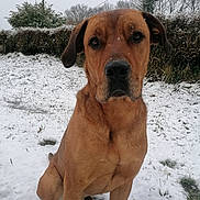Flèche a rejoint le concours — aidez-le/la à gagner de superbes lots ! dog, brown_dog, snow, outdoor, winter, pet, animal, sitting, fur, nature, cold, hedge, trees, paw_prints, snout, ears, calm, quiet, gray_sky, snowflakes