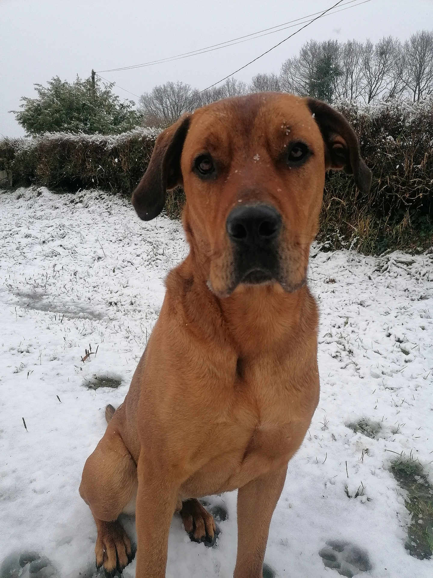 Flèche a rejoint le concours — aidez-le/la à gagner de superbes lots ! dog, brown_dog, snow, outdoor, winter, pet, animal, sitting, fur, nature, cold, hedge, trees, paw_prints, snout, ears, calm, quiet, gray_sky, snowflakes