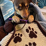 Chewbacca is registered to the contest to win money with this photo: dog, small_dog, brown_dog, pet, animal, face, eyes, ears, paws, crochet, crochet_hook, yarn, blanket, paw_prints, indoor, window, couch, cozy, crafting, funny