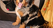 Ivy joined the competition — help win amazing prizes! animal, bed, blanket, comfort, cozy, cute, dog, fur, happy, indoor, mat, multicolored, paw_print, pet, playful, plush_toy, puppy, sitting, tongue_out, young
