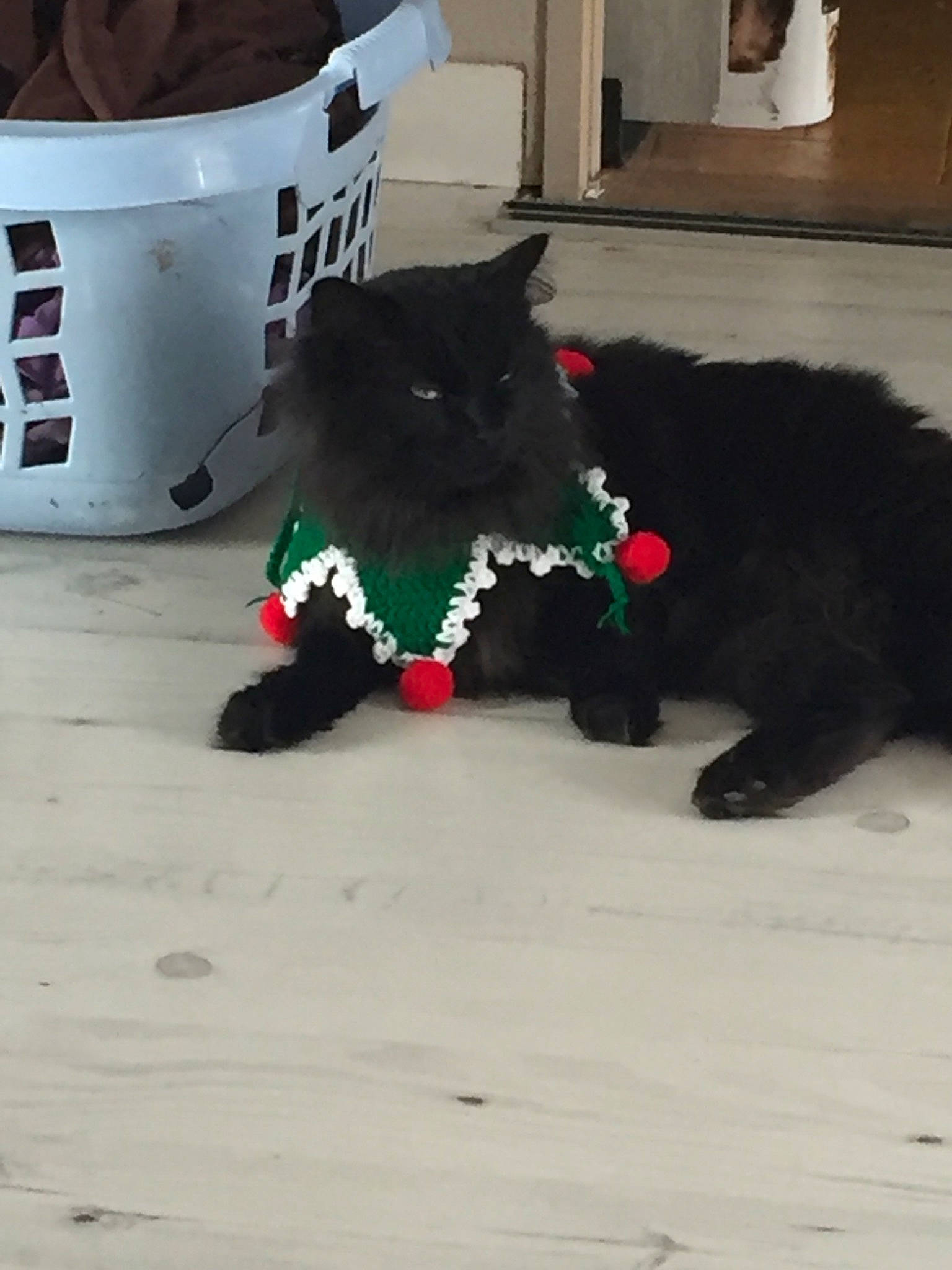 Cassie a rejoint le concours — aidez-le/la à gagner de superbes lots ! american_black_bear, bear, carmine, carnivore, companion_dog, dog_breed, felidae, fur, gas, grass, hat, mammal, plant, small_to_medium_sized_cats, snout, sporting_group, tail, terrestrial_animal, vertebrate, working_animal