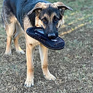 Sarge joined the competition — help win amazing prizes! animal, black, brown, canine, chewing, curious, daylight, dog, ears, fur, german_shepherd, grass, looking_up, muzzle, nature, outdoor, pet, playful, slipper, standing