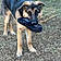 Sarge