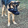 animal, black, brown, canine, chewing, curious, daylight, dog, ears, fur, german_shepherd, grass, looking_up, muzzle, nature, outdoor, pet, playful, slipper, standing