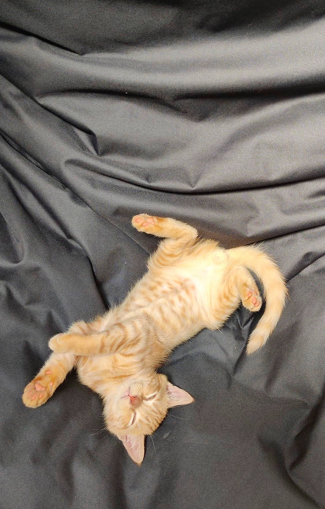 Simba a rejoint le concours — aidez-le/la à gagner de superbes lots ! carnivore, cat, claw, comfort, duvet, fawn, felidae, finger, fur, gesture, linens, nail, paw, sleeve, small_to_medium_sized_cats, tail, textile, thumb, toy, whiskers