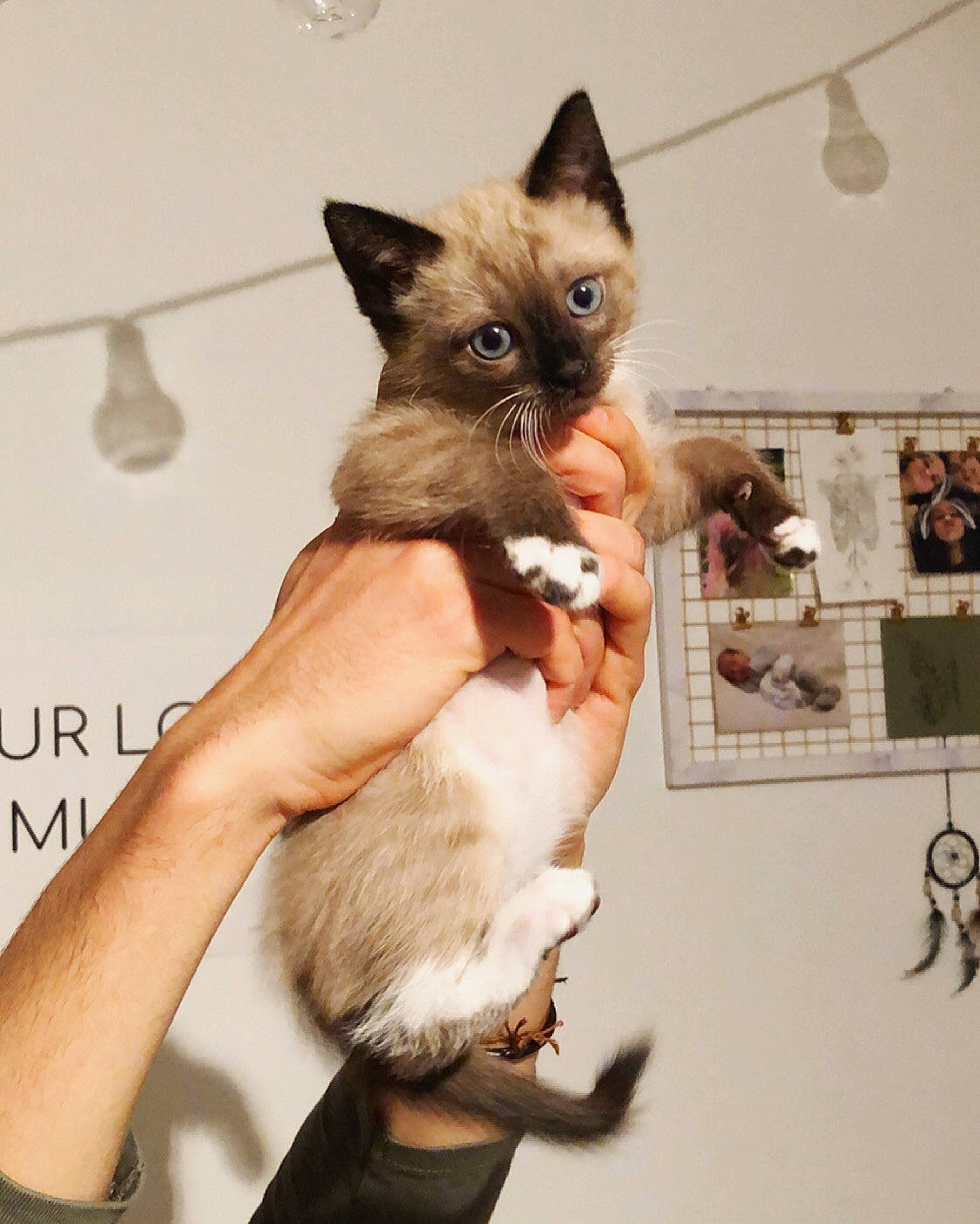 Pixi participe au concours pour gagner de l'argent avec cette photo : balinese, birman, carnivore, cat, claw, domestic_short_haired_cat, fawn, felidae, fur, gesture, hand, paw, picture_frame, siamese, small_to_medium_sized_cats, snout, tail, thai, tonkinese, whiskers