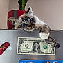 cat, blue_eyes, paw, cactus, red_pot, decorative_shoe, dollar_bill, magnet, metal_surface, indoor, curious, resting, feline, close_up, whiskers, soft_fur, houseplant, playful, background, light