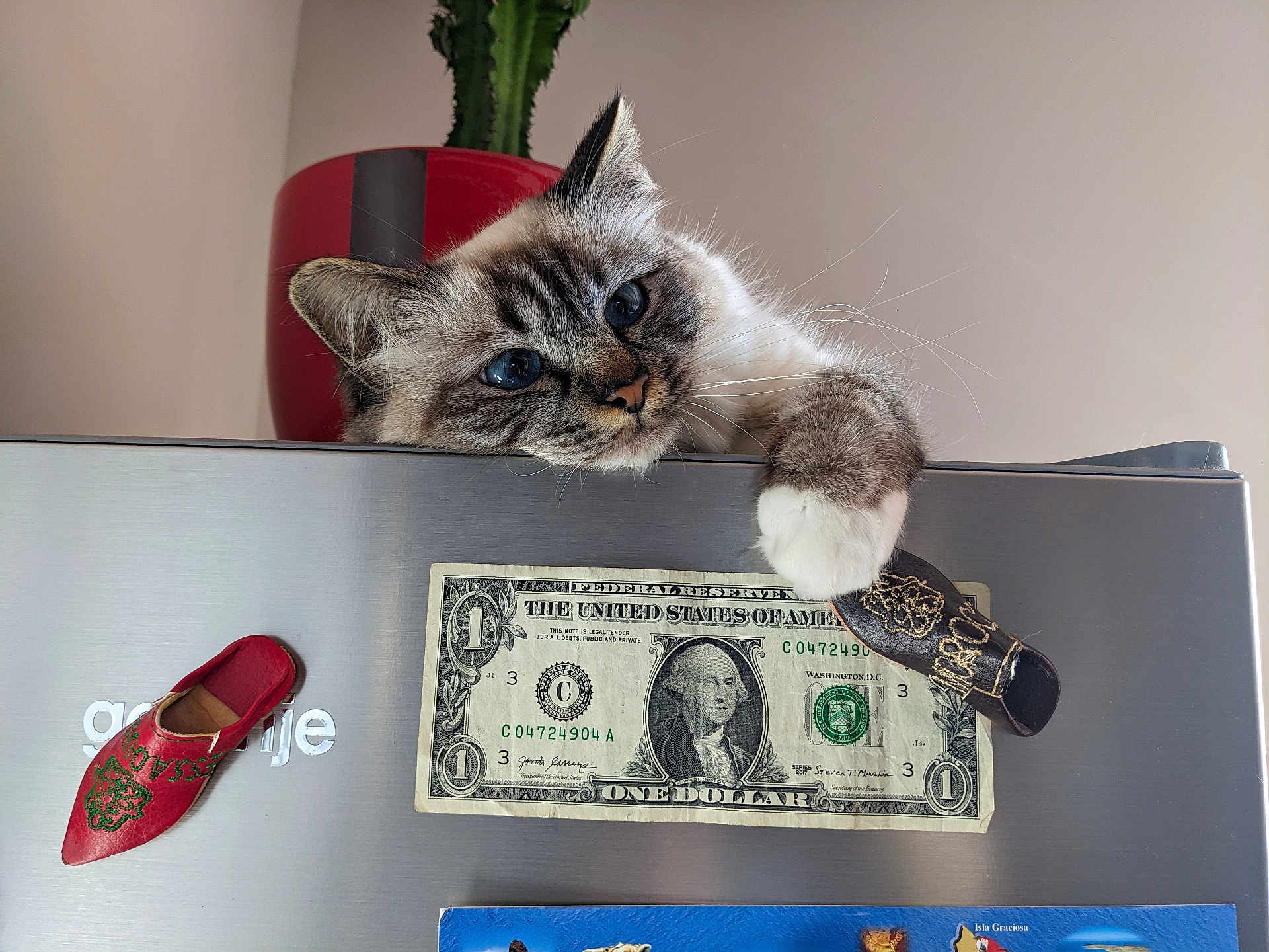 Uma a rejoint le concours — aidez-le/la à gagner de superbes lots ! cat, blue_eyes, paw, cactus, red_pot, decorative_shoe, dollar_bill, magnet, metal_surface, indoor, curious, resting, feline, close_up, whiskers, soft_fur, houseplant, playful, background, light