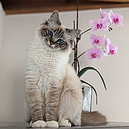 Uma participe au concours pour gagner de l'argent avec cette photo : cat, blue_eyes, fluffy, sitting, head_tilt, orchid, flower, vase, indoor, domestic, curious, feline, pet, fur, tabletop, plant, soft_light, portrait, animal, cute