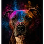 Gaia a rejoint le concours — aidez-le/la à gagner de superbes lots ! dog, portrait, colorful, powder, art, face, animal, studio, black_background, closeup, mystical, vibrant_colors, creative, paint, expression, cosmic, brown_dog, pet, eyes, ears