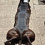 Gaia a rejoint le concours — aidez-le/la à gagner de superbes lots ! dog, back_view, outdoor, sunlight, grass, pavement, relaxed, pet, animal, brown_coat, tail, collar, shadow, texture, legs, sprawled, canine, nature, summer, resting