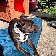 Gaia participe au concours pour gagner de l'argent avec cette photo : dog, black_and_white, outdoor, sunlight, doghouse, blue_cushion, pavement, plant, water_bowl, pet, canine, relaxed, collar, shade, garden, animal, resting, summer, side_view, daytime