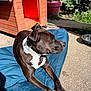 dog, black_and_white, outdoor, sunlight, doghouse, blue_cushion, pavement, plant, water_bowl, pet, canine, relaxed, collar, shade, garden, animal, resting, summer, side_view, daytime