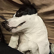 Douglas joined the competition — help win amazing prizes! animal, bed, black_and_white, canine, close_up, cozy, cute, dog, fur, indoor, lying_down, muzzle, paw, pet, playful, portrait, relaxed, resting, smiling, whiskers