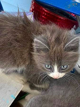 Lexy joined the competition — help win amazing prizes! box, british_longhair, carnivore, cat, chartreux, claw, domestic_short_haired_cat, fawn, felidae, fur, grey, paw, small_to_medium_sized_cats, snout, tail, terrestrial_animal, whiskers