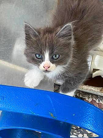 Lexy joined the competition — help win amazing prizes! animal_shelter, blue, box, british_longhair, carnivore, cat, cat_supply, domestic_short_haired_cat, electric_blue, fawn, felidae, fur, iris, paw, photo_caption, sitting, small_to_medium_sized_cats, snout, whiskers