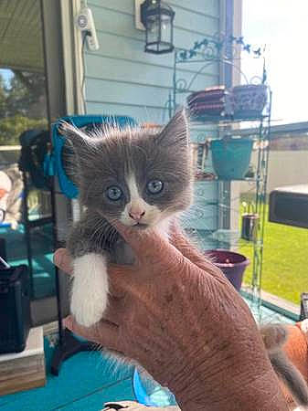 Lexy joined the competition — help win amazing prizes! animal_shelter, carnivore, cat, cat_supply, claw, domestic_short_haired_cat, electric_blue, fawn, felidae, fur, gesture, pet_supply, small_to_medium_sized_cats, tail, whiskers, window