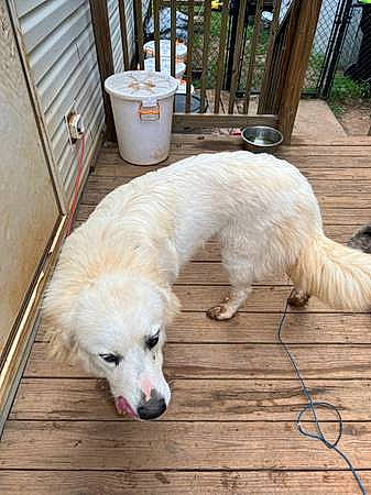 Bear joined the competition — help win amazing prizes! aircraft, carnivore, chair, companion_dog, dog, dog_breed, fawn, flooring, fur, golden_retriever, hardwood, livestock_guardian_dog, plant, retriever, snout, sporting_group, tail, tree, wood, working_animal