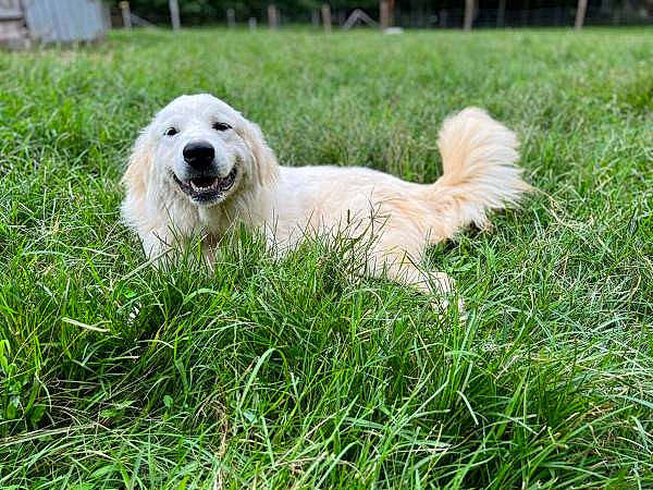 Bear is registered to the contest to win money with this photo: ancient_dog_breeds, canidae, carnivore, companion_dog, dog, dog_breed, golden_retriever, grass, grassland, great_pyrenees, livestock_guardian_dog, non_sporting_group, pasture, plant, polish_tatra_sheepdog, snout, sporting_group, terrestrial_animal, working_animal, working_dog