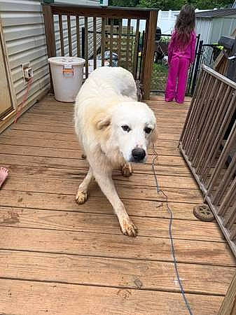 Bear joined the competition — help win amazing prizes! bench, carnivore, chair, companion_dog, deck, dog, dog_breed, fence, flooring, hardwood, leisure, livestock_guardian_dog, plank, plant, porch, slovak_cuvac, tail, wood, working_animal, working_dog