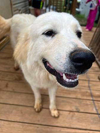 Bear joined the competition — help win amazing prizes! ancient_dog_breeds, canidae, carnivore, collar, companion_dog, dog, dog_breed, dog_collar, fang, flooring, fur, hardwood, livestock_guardian_dog, pet_supply, plank, snout, whiskers, wood, working_animal, working_dog