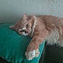 cat, orange_cat, white_cat, fluffy, pet, animal, indoor, cushion, relaxed, sleepy, paw, feline, cute, resting, domestic_cat, fur, whiskers, wall, home, cozy