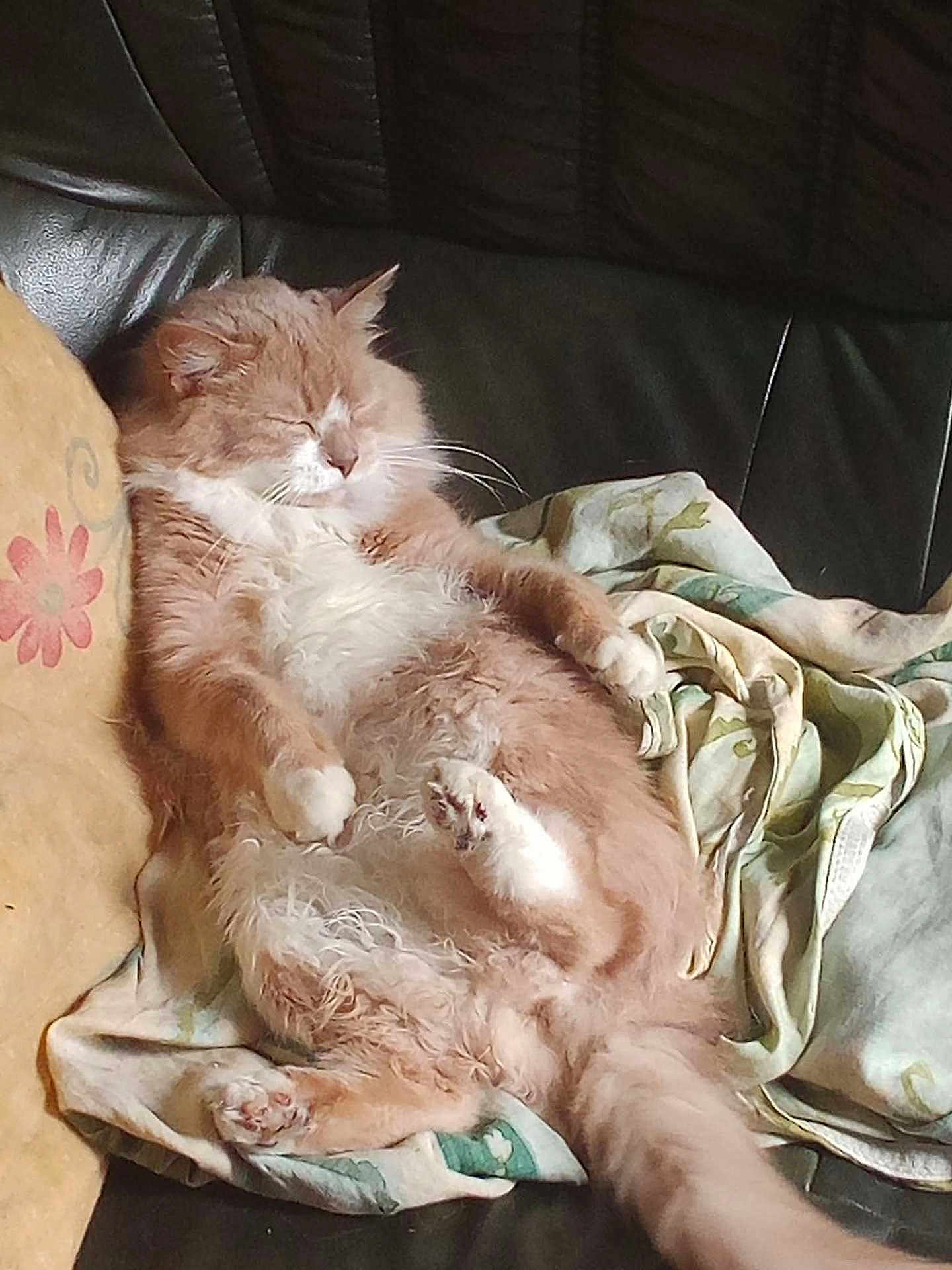 Kiki a rejoint le concours — aidez-le/la à gagner de superbes lots ! cat, ginger_cat, white_fur, fluffy, sleeping, relaxed, couch, blanket, pillow, indoor, pet, feline, cozy, resting, animal, whiskers, paw, tail, fur, home