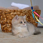 Lola is registered to the contest to win money with this photo: kitten, cat, pet, animal, furry, cute, indoor, carpet, basket, ribbons, playful, small, young, fur, domestic, whiskers, relaxed, curious, soft, cozy