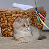 kitten, cat, pet, animal, furry, cute, indoor, carpet, basket, ribbons, playful, small, young, fur, domestic, whiskers, relaxed, curious, soft, cozy
