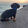 Dewaynie is registered to the contest to win money with this photo: puppy, dog, blue_collar, concrete, pier, ocean, water, sunset, sky, outdoor, nature, animal, pet, calm, serene, sitting, back_view, evening, scenic, quiet