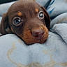 puppy, dog, brown, close_up, blanket, soft, cute, pet, animal, resting, cozy, young, fur, face, sleepy, indoors, portrait, snout, ears, warm