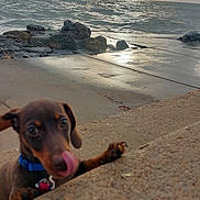 Dewaynie is registered to the contest to win money with this photo: dog, puppy, sea, ocean, water, rocks, concrete, sunlight, cloudy_sky, wet_surface, collar, tongue_out, playful, outdoor, nature, shoreline, pet, animal, daytime, reflection