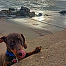 dog, puppy, sea, ocean, water, rocks, concrete, sunlight, cloudy_sky, wet_surface, collar, tongue_out, playful, outdoor, nature, shoreline, pet, animal, daytime, reflection